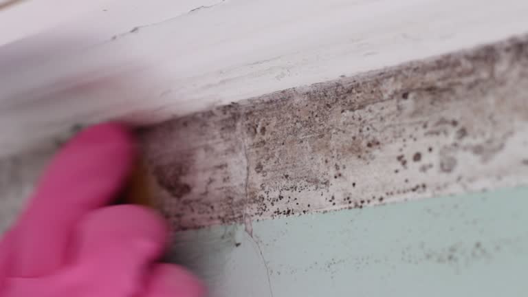 Best Mold Prevention Services  in Parshall, ND